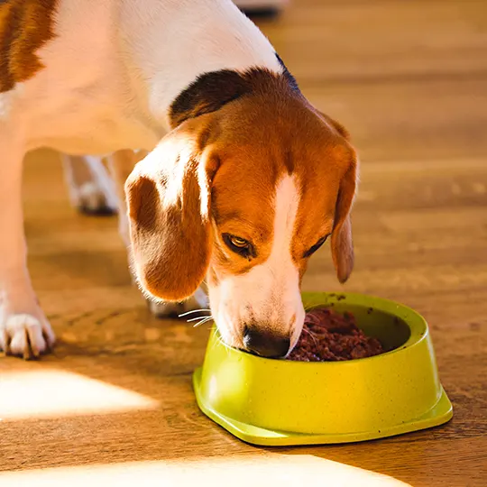 Alimentation canine