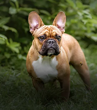 Bouledogue français