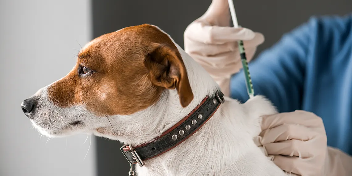 Vaccination canine